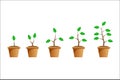 Plant growth stages concept, vector