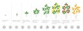 Plant growth stages. Growing period steps. Harvest animation progression. Fertilization phase. Cycle of life. Vector