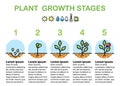 Plant growth stages infographics. Line art icons. Flat design. Royalty Free Stock Photo