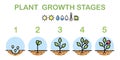 Plant growth stages infographics. Line art icons. Planting instruction template. Linear style illustration isolated on Royalty Free Stock Photo