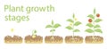 Plant growth stages infographics. Line art icons. Planting instruction template. Linear style illustration isolated on Royalty Free Stock Photo