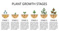 Plant growth stages infographics. Line art icons. Planting instruction template. Royalty Free Stock Photo