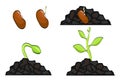 Plant growth stages from seed to sprout. Vector illustration, eps 10 Royalty Free Stock Photo