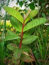 Plant of guava af village for Nepal