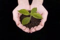 Plant in hand Royalty Free Stock Photo