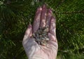 Plant hand berry agriculture kidney forest pine fresh seedling green closeup spring holding grass environment planting seedling gr