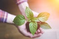 Plant in hand. Living green plant sprout with leaves and soil in the hands of a person planting it in the ground Royalty Free Stock Photo