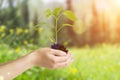 Plant in hand. Living green plant sprout with leaves and soil in the hands of a person planting it in the ground Royalty Free Stock Photo