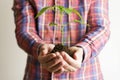 Plant in hand. Living green plant sprout with leaves and soil in the hands of a person planting it in the ground Royalty Free Stock Photo