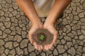 Plant on hand water crisis and reforesting concept.