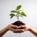 Plant in Hand with a White Background