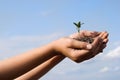 The plant in hands