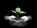 Plant in hands Royalty Free Stock Photo