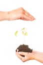 Plant in hands Royalty Free Stock Photo