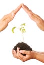 Plant in hands Royalty Free Stock Photo