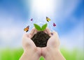 plant in hands and butterfly - nature background, environment co Royalty Free Stock Photo