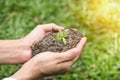 Plant in hands with grass in background. planting the seedlings Royalty Free Stock Photo