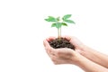 Plant in hands, Isolated on white background with clipping path. The concept of ecology, environmental protection, nature, and