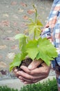 Plant in hands Royalty Free Stock Photo