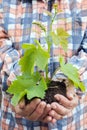 Plant in hands Royalty Free Stock Photo