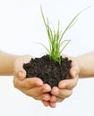 Plant in hands supporting nature