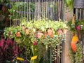 Plant in the hanging clay pots in garden Royalty Free Stock Photo