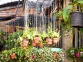 Plant in the hanging clay pots in garden Royalty Free Stock Photo