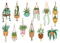 Plant in hanging pots. Houseplant hang on rope, decorative indoor plants, macrame flower pots, home potted plants vector