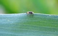 On the plant Western corn beetle