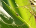 On the plant Western corn beetle