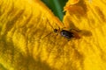 The plant is a harmful insect - Western corn beetle Diabrotica virgifera virgifera