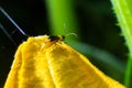 The plant is a harmful insect - Western corn beetle Diabrotica virgifera virgifera