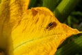 The plant is a harmful insect - Western corn beetle Diabrotica virgifera virgifera