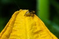 The plant is a harmful insect - Western corn beetle Diabrotica virgifera virgifera