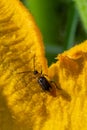 The plant is a harmful insect - Western corn beetle Diabrotica virgifera virgifera