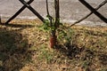 A plant has grown inside a pvc pipe Marche, Italy Royalty Free Stock Photo