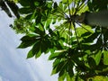 a plant that has many benefits, namely sweet potato