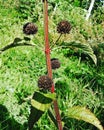 a plant that has round flowers like black balls, and has fine hairs with seeds