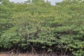 Mangroves or Rhizophora, a group of plants from the genus Rhizophora, family Rhizophoraceae. Royalty Free Stock Photo