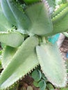 The plant has a wide oval shape similar to aloe vera leaves and is spiny Royalty Free Stock Photo