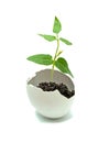 A plant hatching from egg