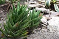 Plant haworthia