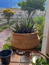 plant Haworthia fasciata potted succulent garden green