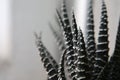 Plant Haworthia monochrome macro photography as background for design