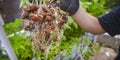 Plant held by a hand in an aquaponics farm