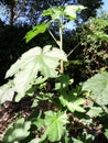 Plant : hibiscus and green leaves