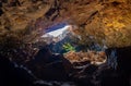 Plant hit by sunlight at Ana Te Pahu Cave - Easter Island, Chile