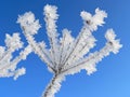 Plant with hoarfrost, against blue sky Royalty Free Stock Photo