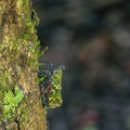 Plant hopper on a tree