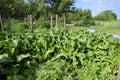 Plant horseradish. Spicy plant in the garden. Horse-radish is common in the garden. Royalty Free Stock Photo